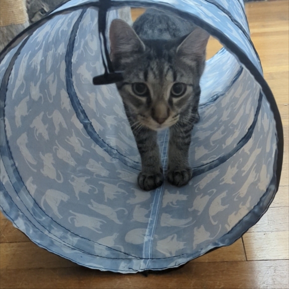 Meet your Posher, Purrmikitty - Picture 13 of 17